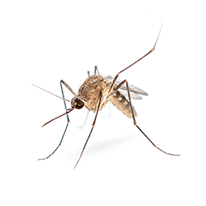 mosquitoe