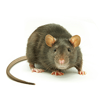 rat