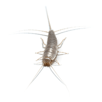 silverfish