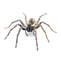 spider