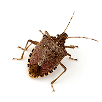 stink bug