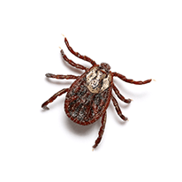 tick