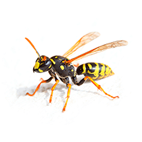 wasp
