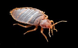 Bed Bug Exterminators & Bed Bug Treatment | Florida & NJ