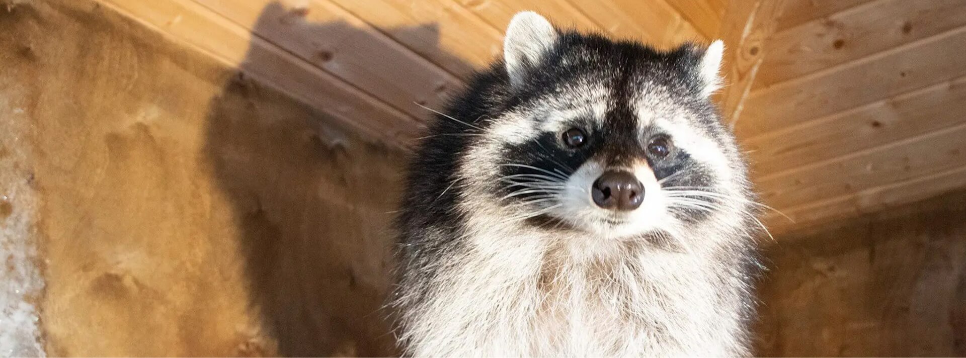 racoon found in house attic
