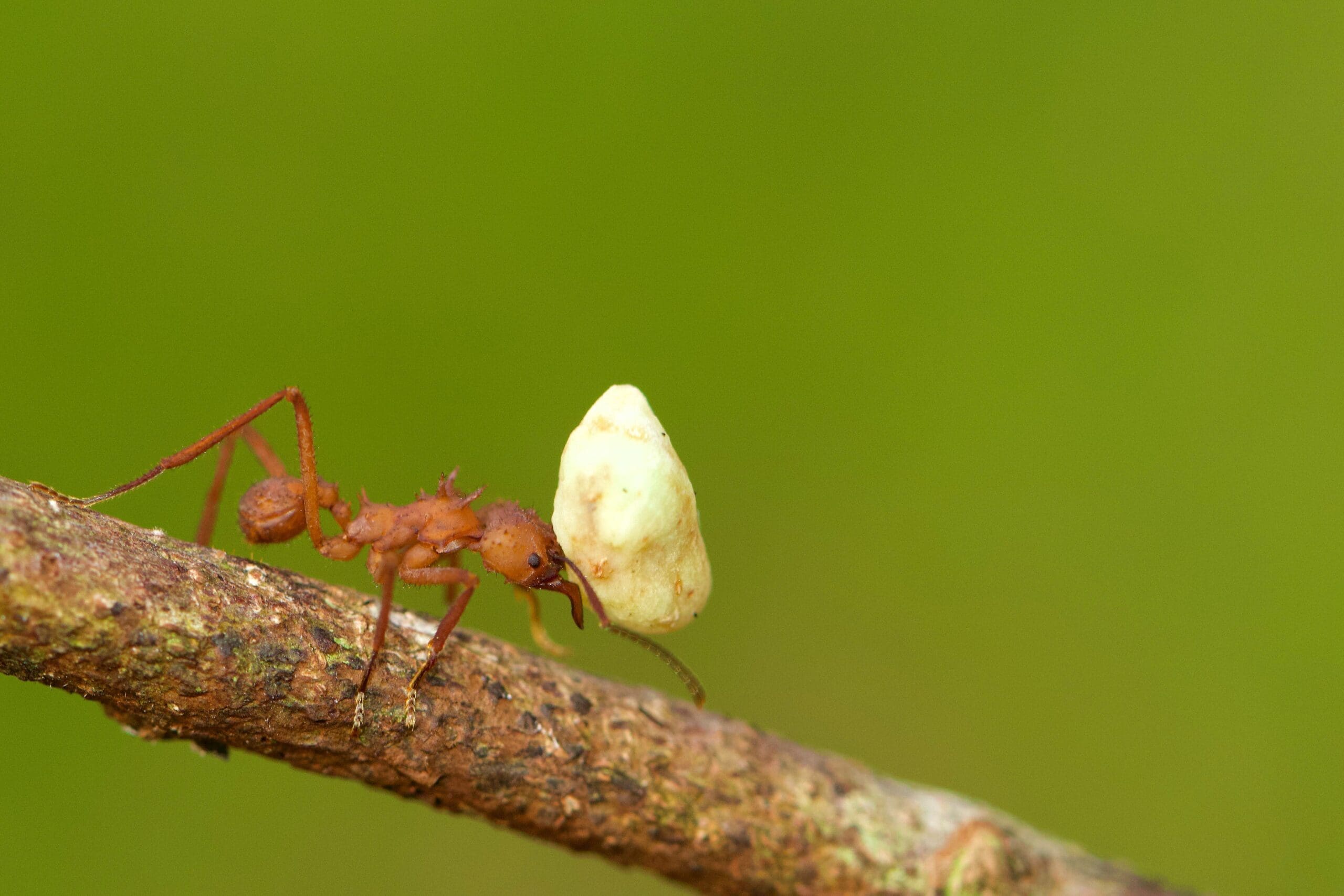 10 Little Known Facts About Ants - Excel Pest Services