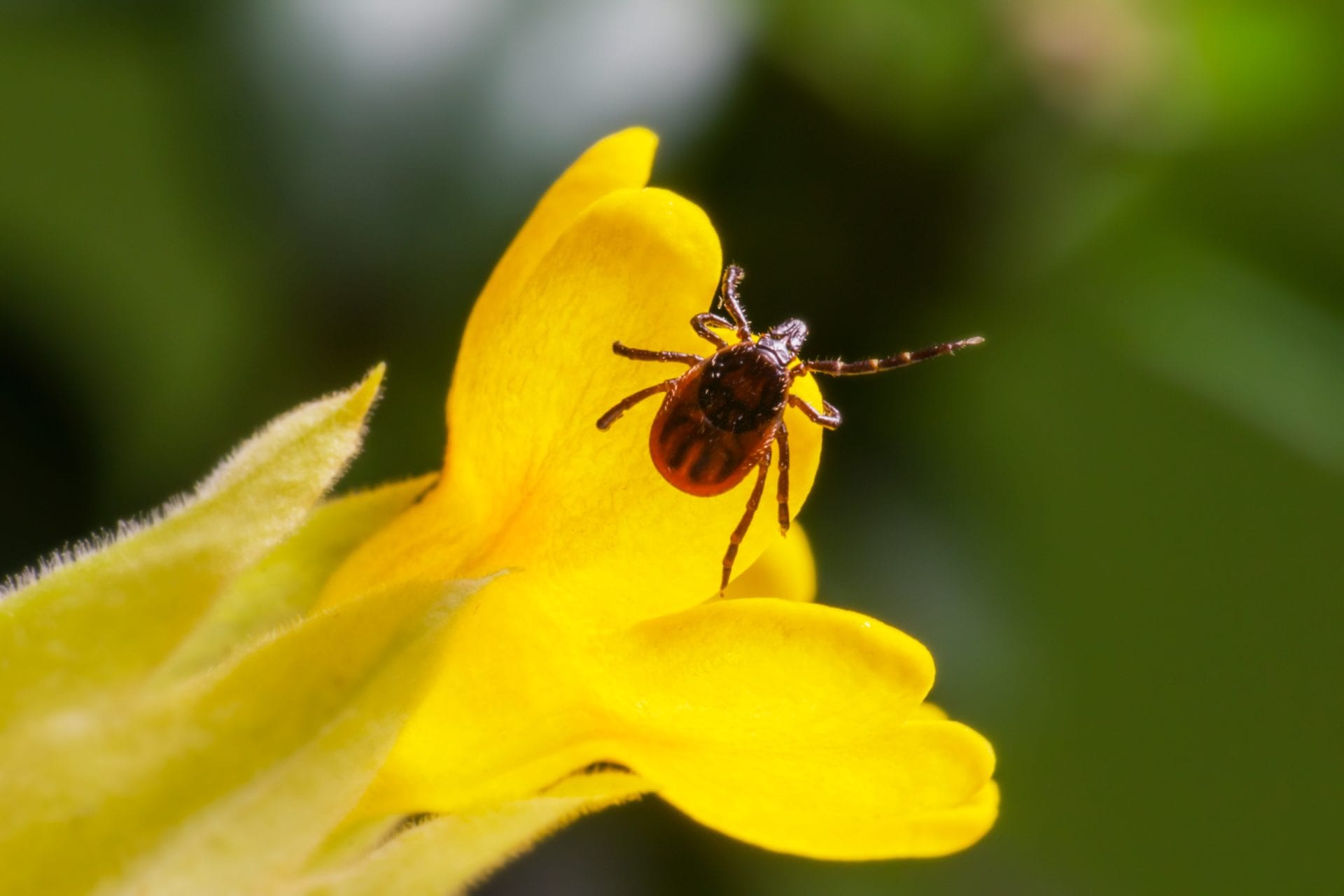Ticks interesting facts