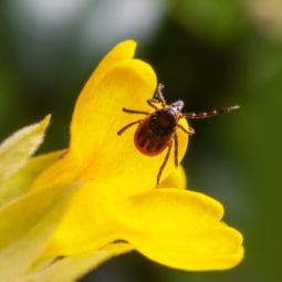 Ticks interesting facts