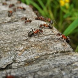 Ants 10 facts