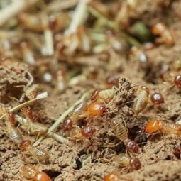 Termite Colony