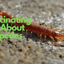 11 Facts about Centipedes
