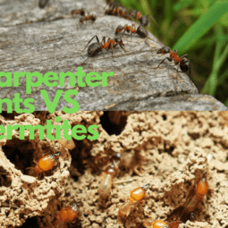 Carpenter Ants vs Termites