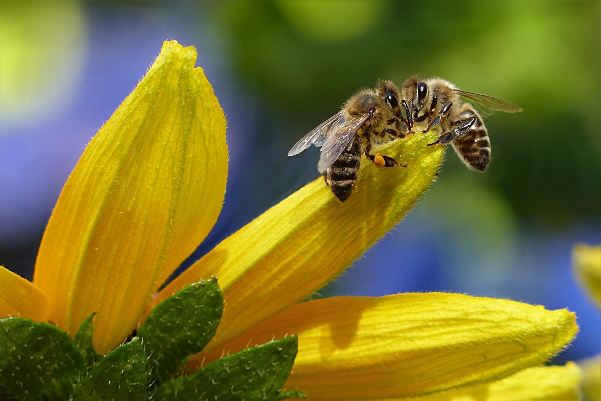 bee-sipping-nectar-on-flower-during-daytime