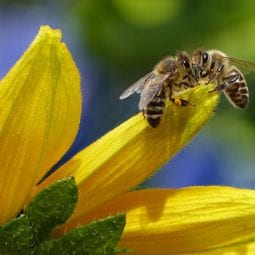 bee-sipping-nectar-on-flower-during-daytime