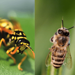 Wasps vs bees