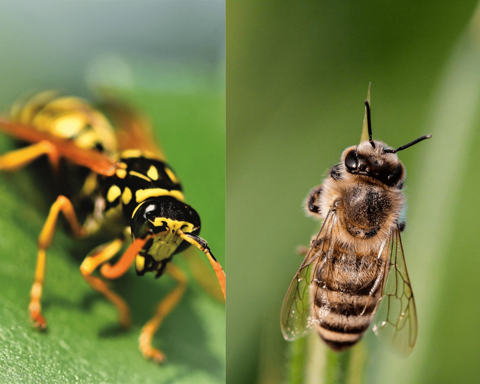 Wasps vs Bees