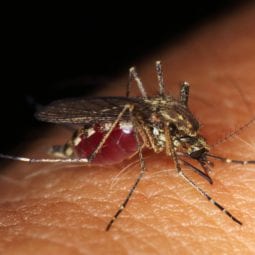 Mosquito Bites