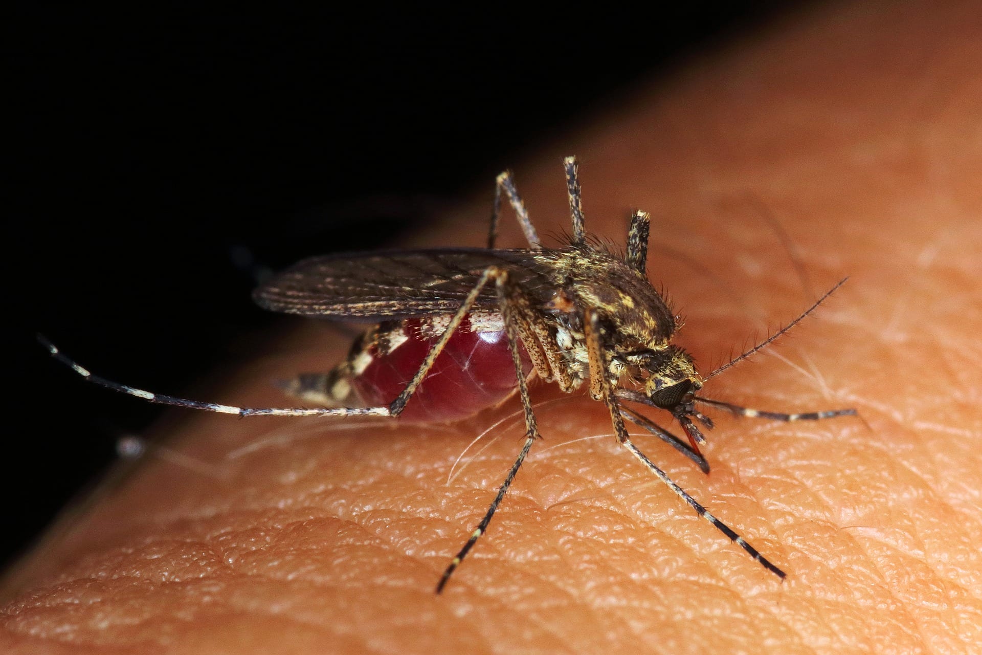 Комары переносчики заболеваний. Малярийный Москит. Малярийный комар переносчик. Кровососущие насекомые комары.