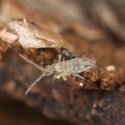 springtails
