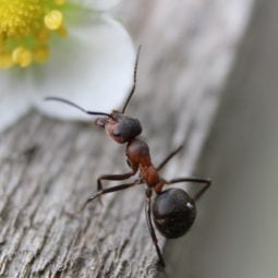Ant on a flower