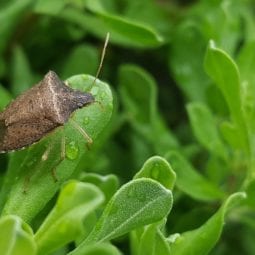stink-bugs