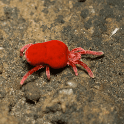 clover-mites