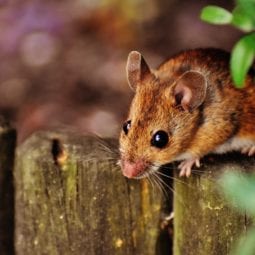 Mouse