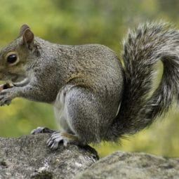 Squirrel eating