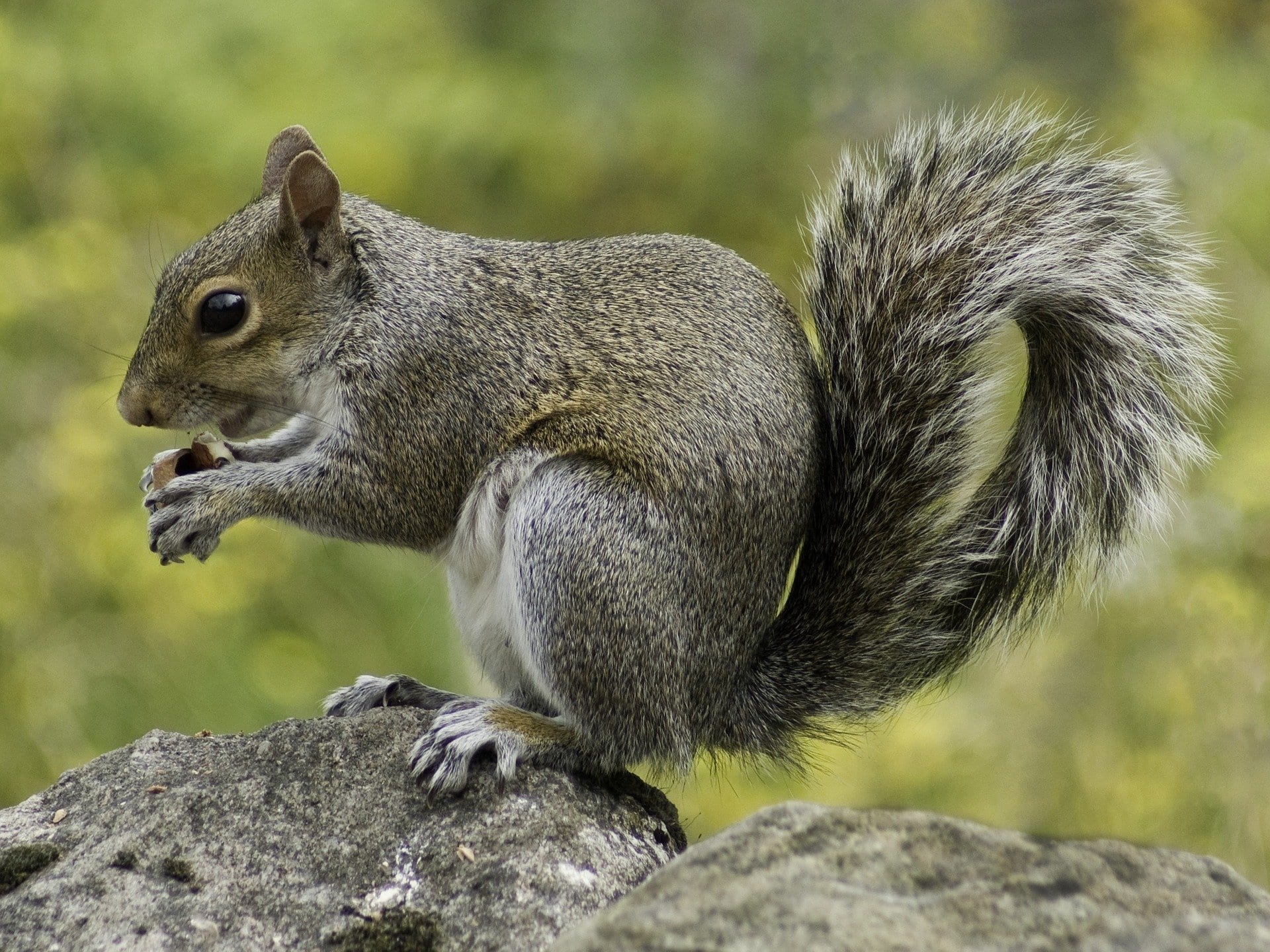 5 Signs You May Have Squirrels in Your Attic
