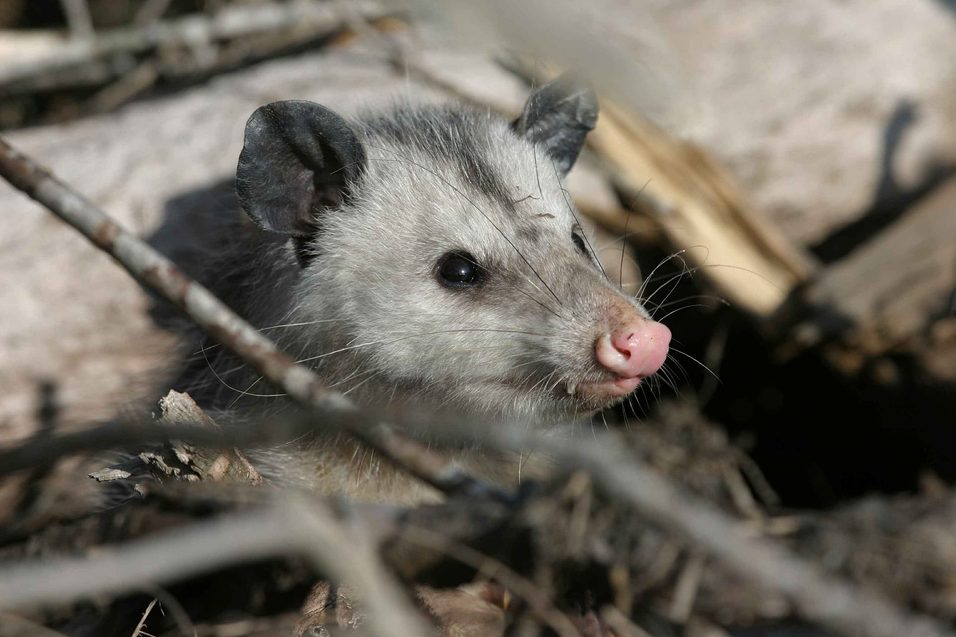 Possum Trap for Trapping Possums Humanely and Safely