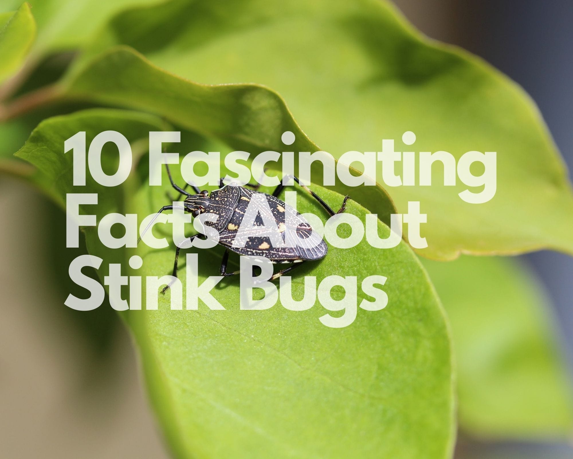 10 Fascinating Facts About Stink Bugs - Excel Pest Services