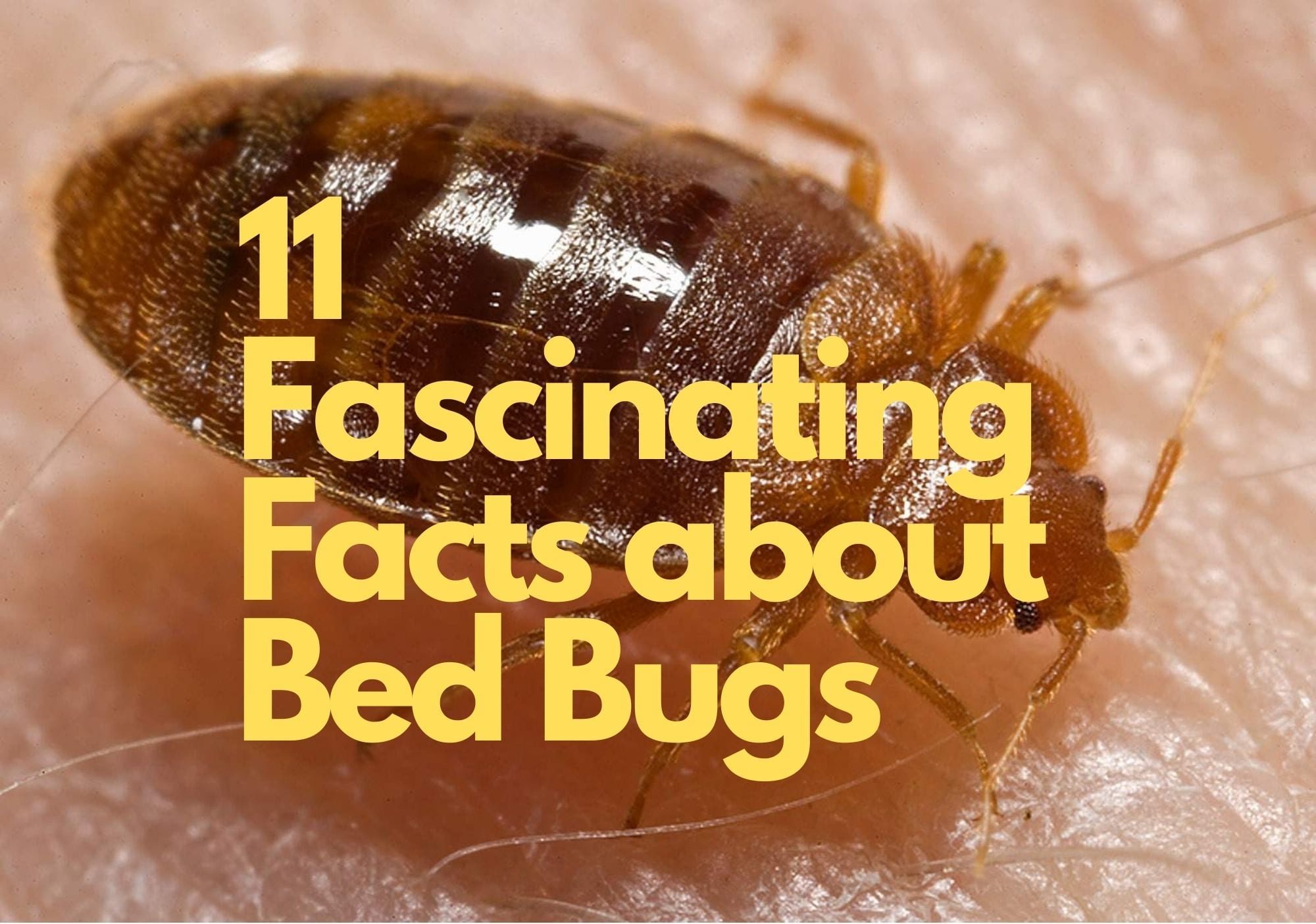 11 Little Known Bed Bug Facts