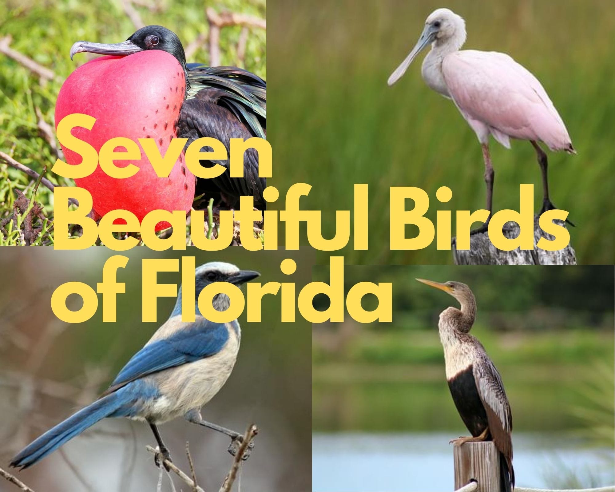 Beautiful Birds of Florida
