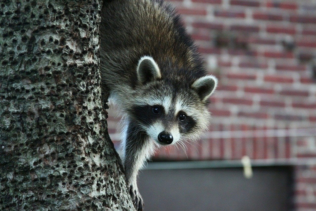 Raccoon