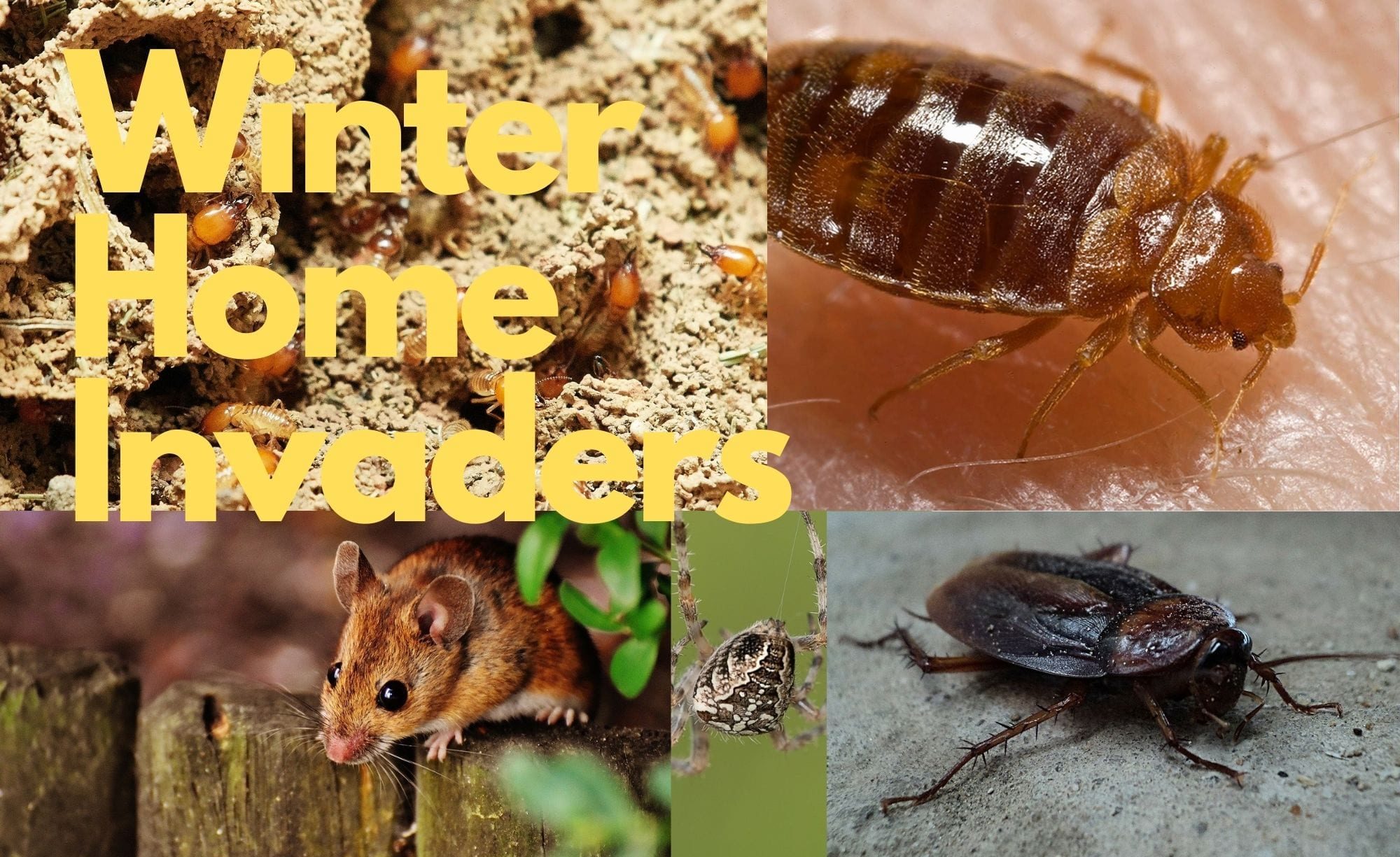 Winter Invaders