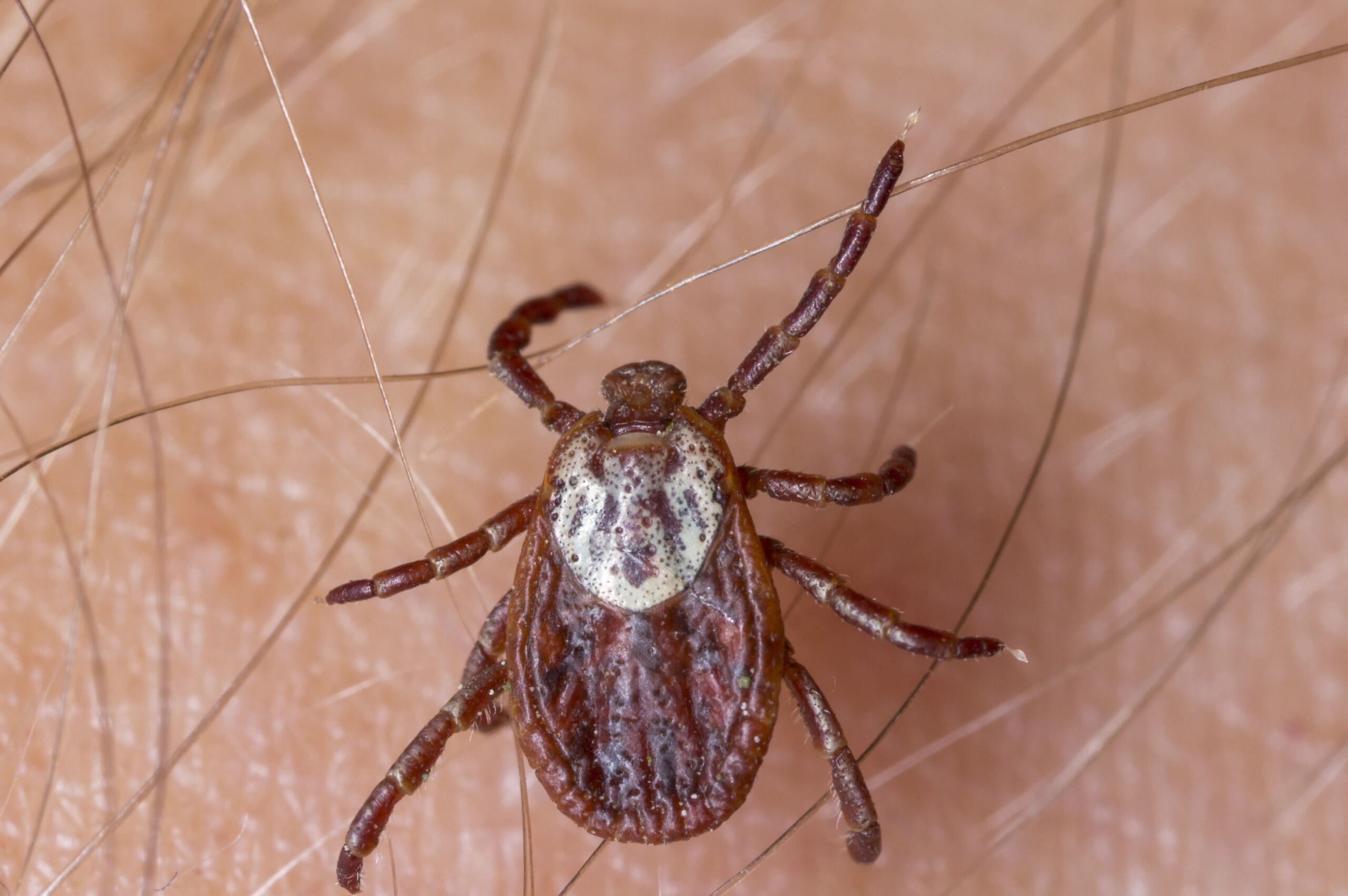 When Does Flea Season Really Start In Florida? (Find Out Now!) - 8cmh9j9