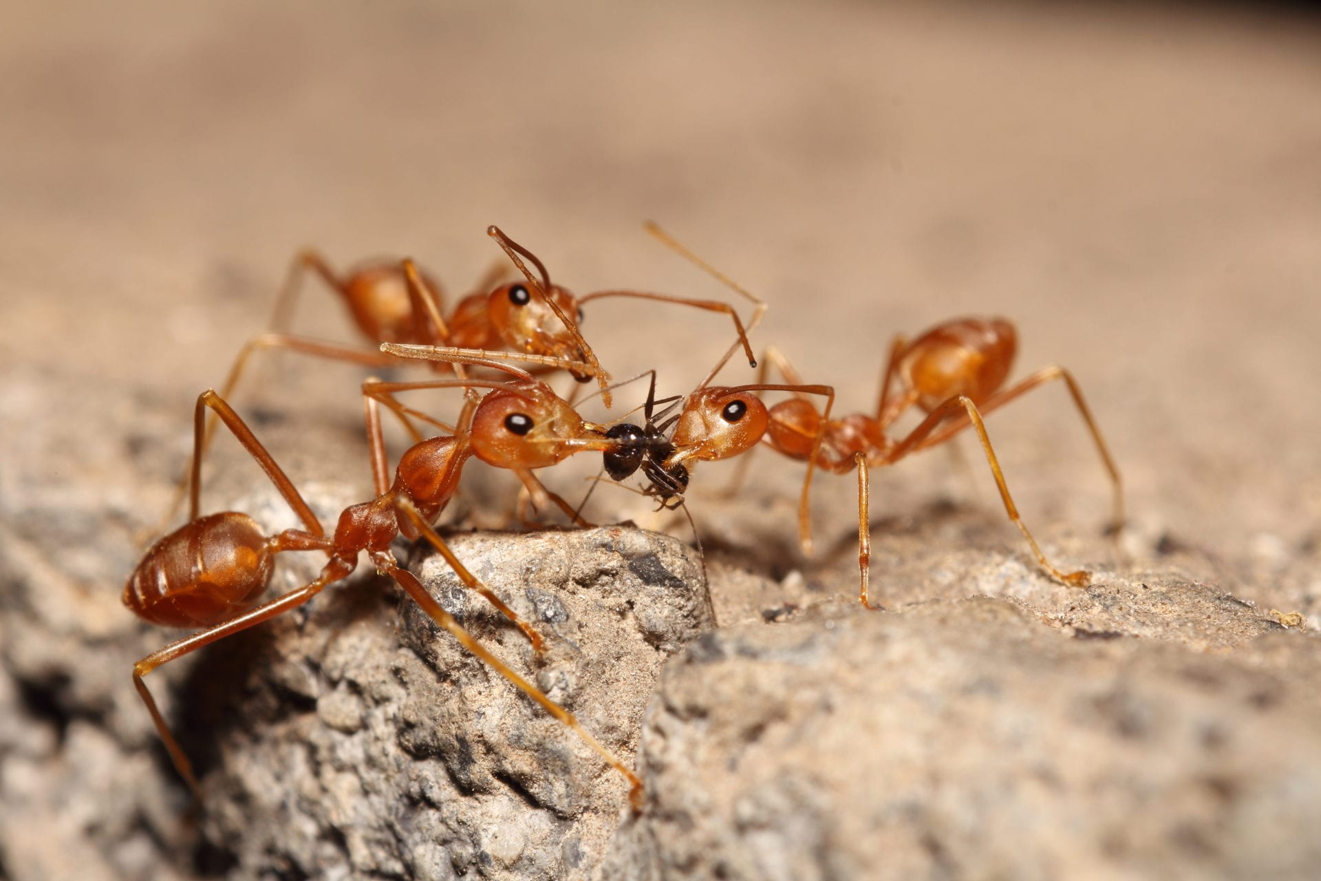 Red ants discount
