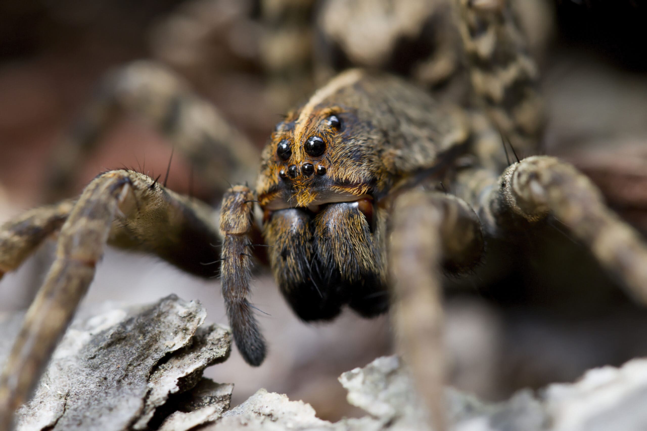 Common Spiders In North Carolina + Identification Guide!