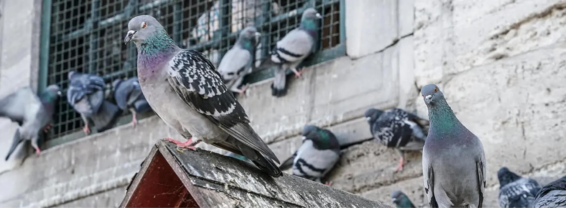 birds nesting on rooftop