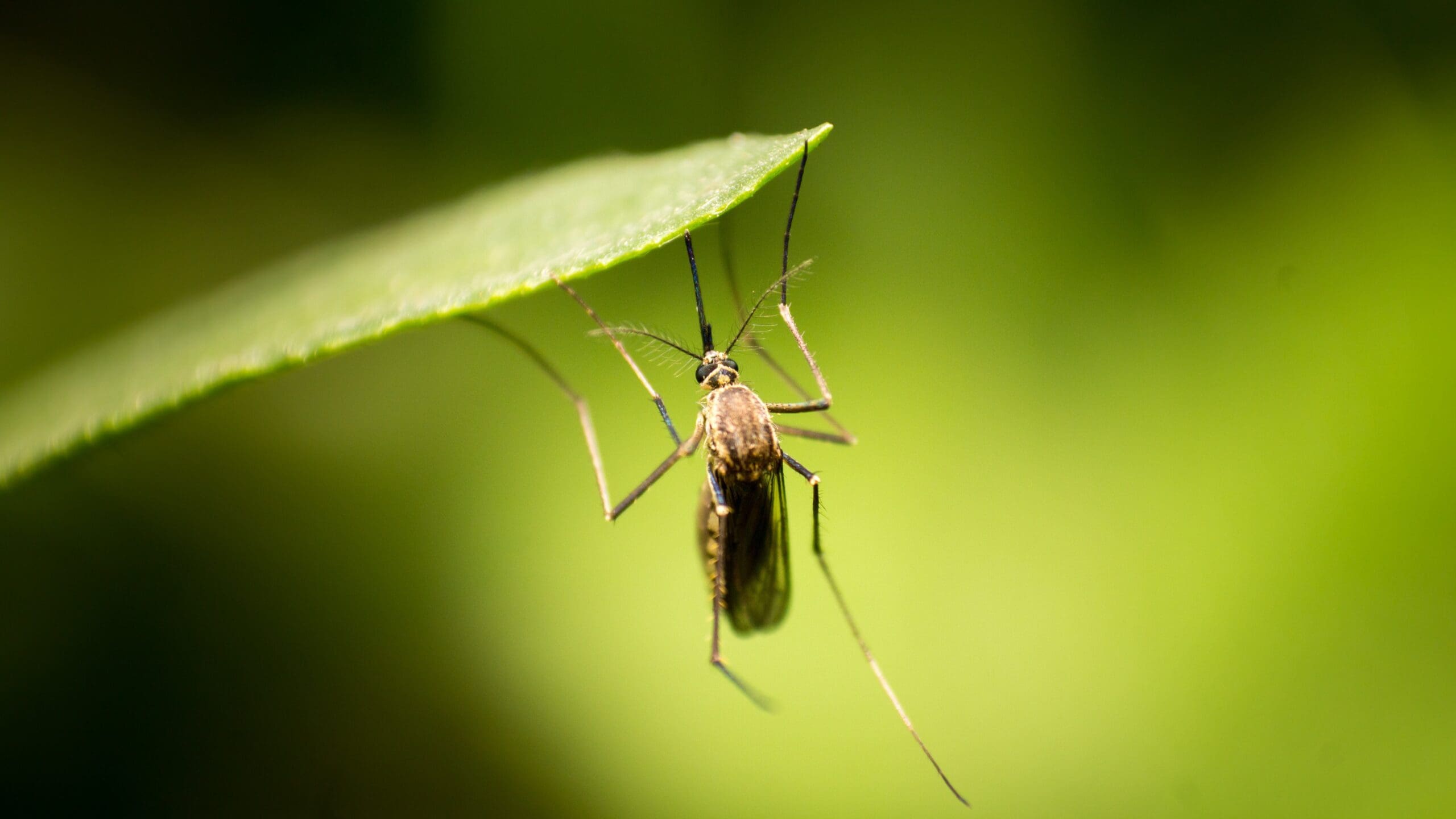 8 Facts About the Deadliest Animals in the World: Mosquitoes