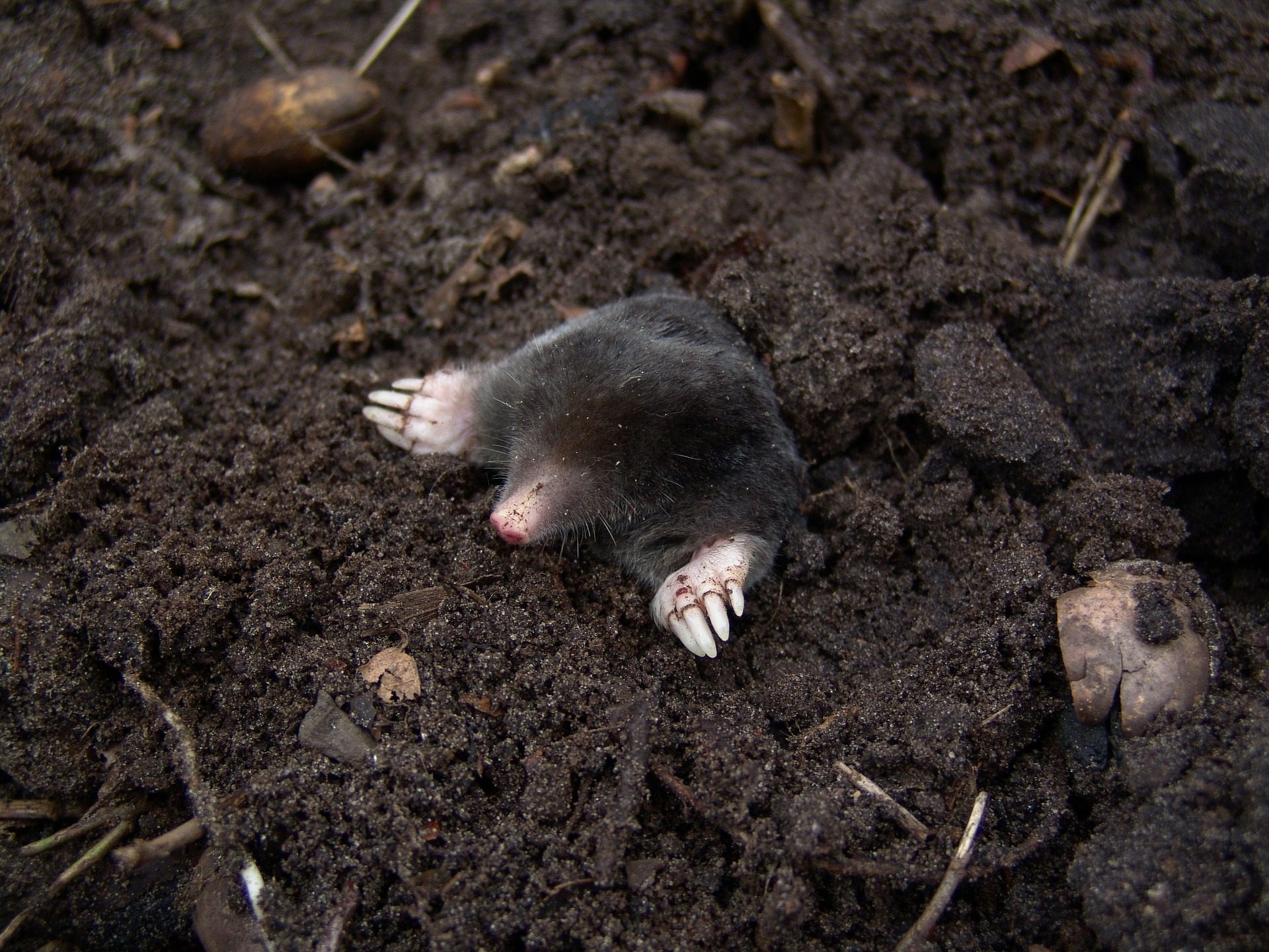 Moles vs. Voles What’s the Difference? Excel Pest Services