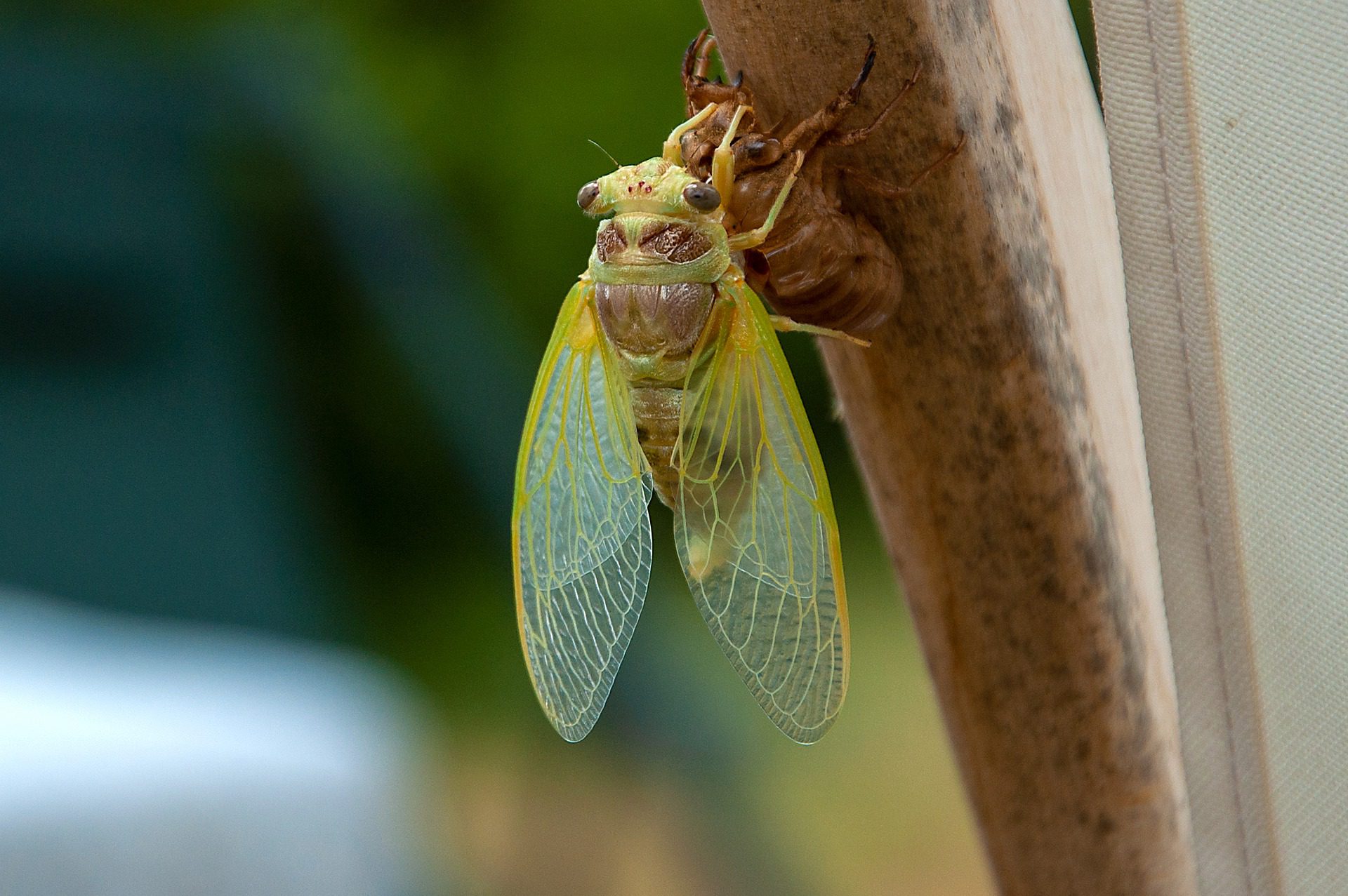 cicada