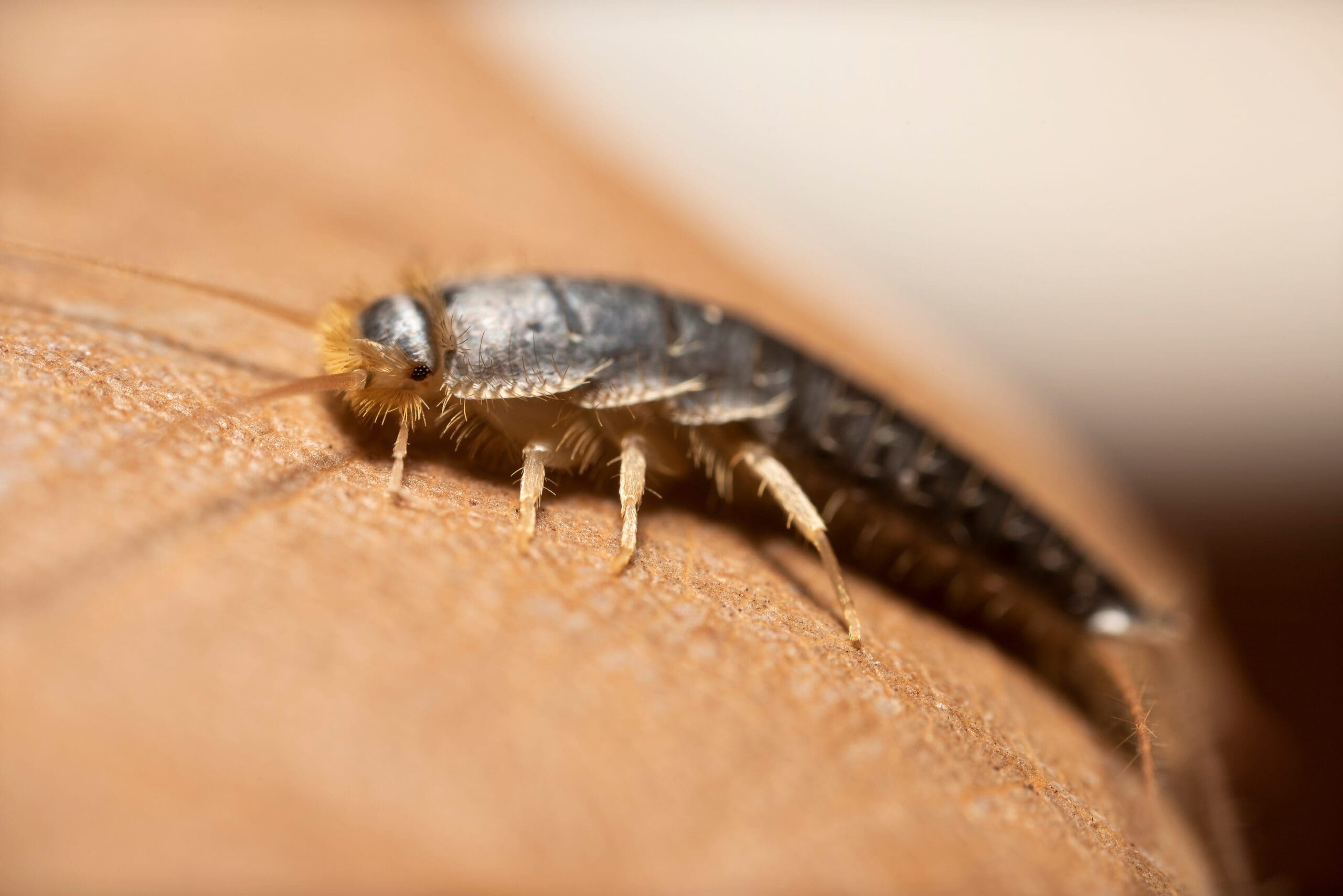 Silverfish Facts & Control