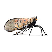 spotted lanternfly