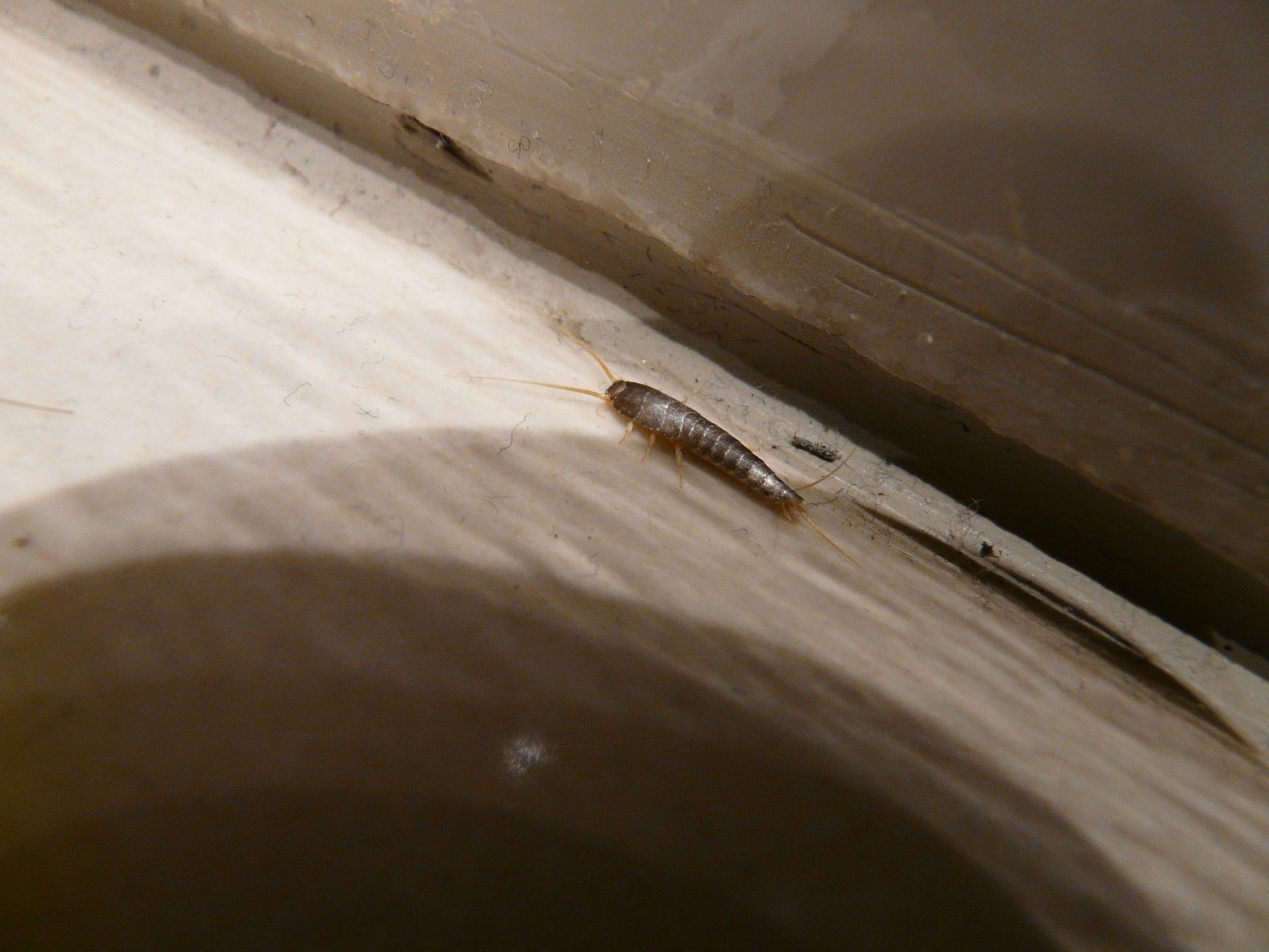 9 Silverfish Facts You May Not Know - Excel Pest Services