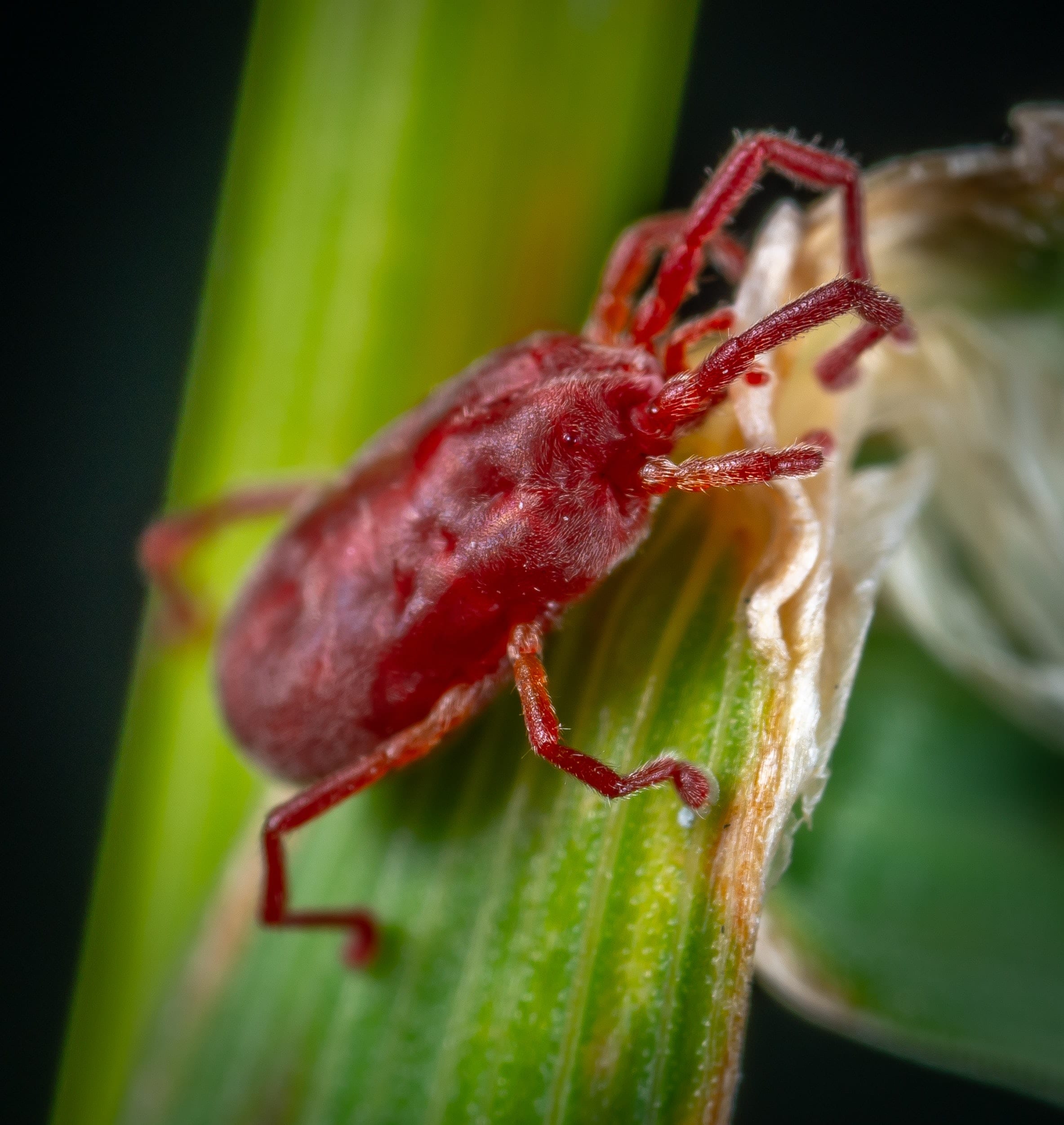 red bug