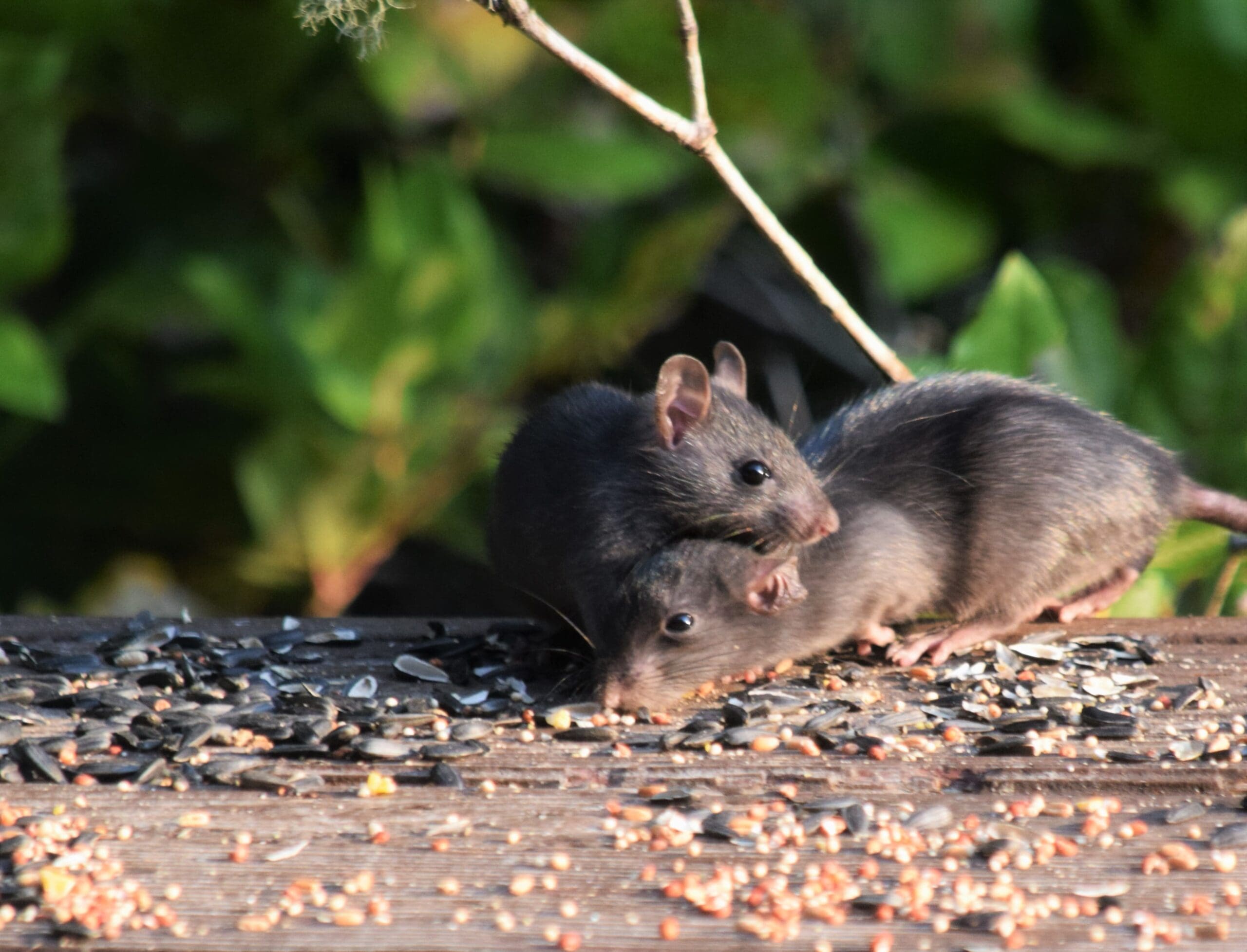 https://www.excelpestservices.com/wp-content/uploads/2023/09/rodents-scaled.jpg