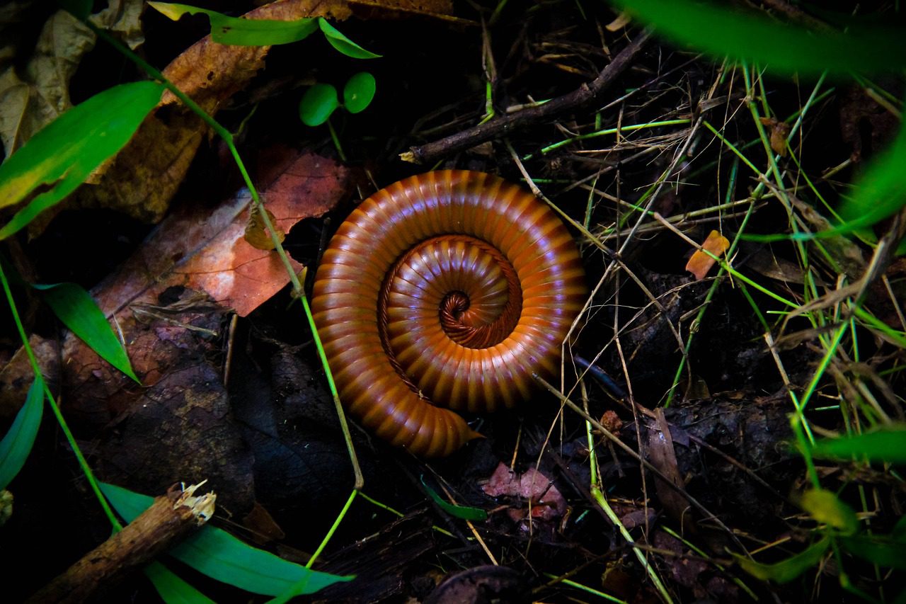 millipedes