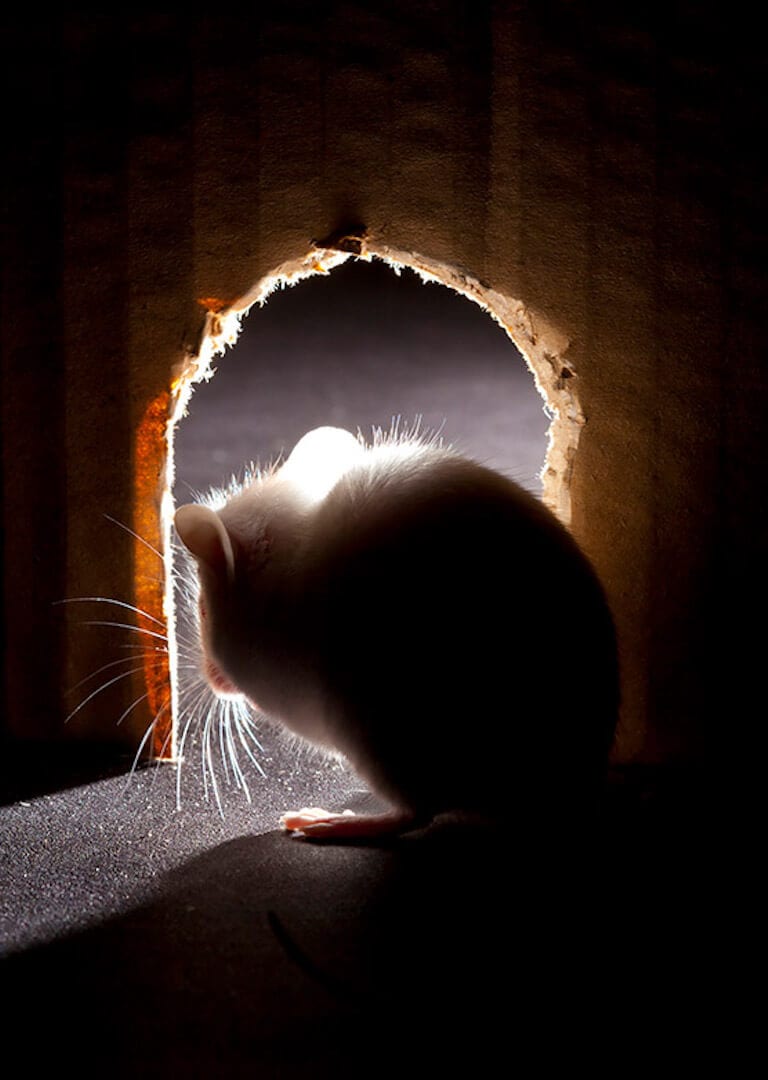 Mouse in the shadows looking through a mouse hole.