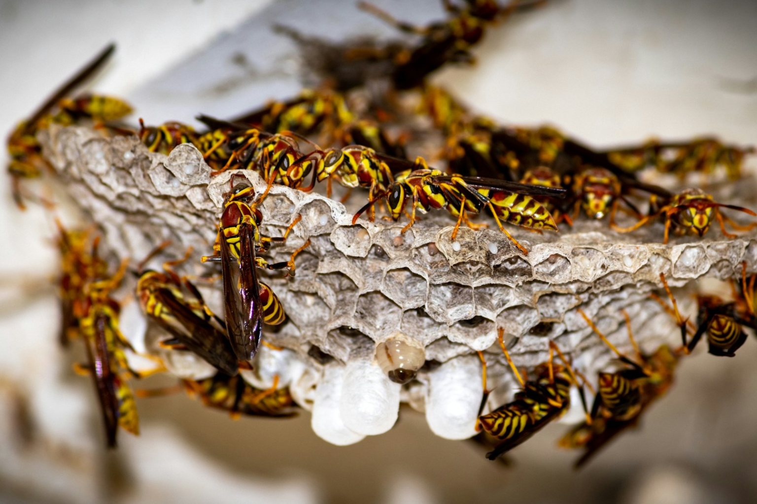 Image of a nest surrounded with Wasps.